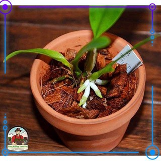 Vỏ dừa khô giá thể trồng lan và hoa kiểng
