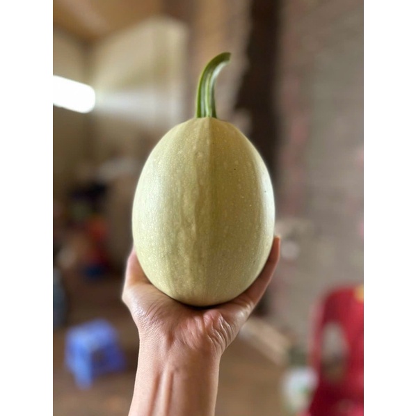 Quả Bí sợi mì - sản phẩm Dinh dưỡng, healthy từ Đà Lạt - 1 quả