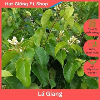 Hạt giống cây lá giang dễ trồng - gói 10 hạt