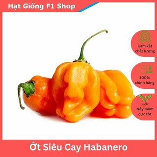 Hạt giống ớt cay Habanero vàng