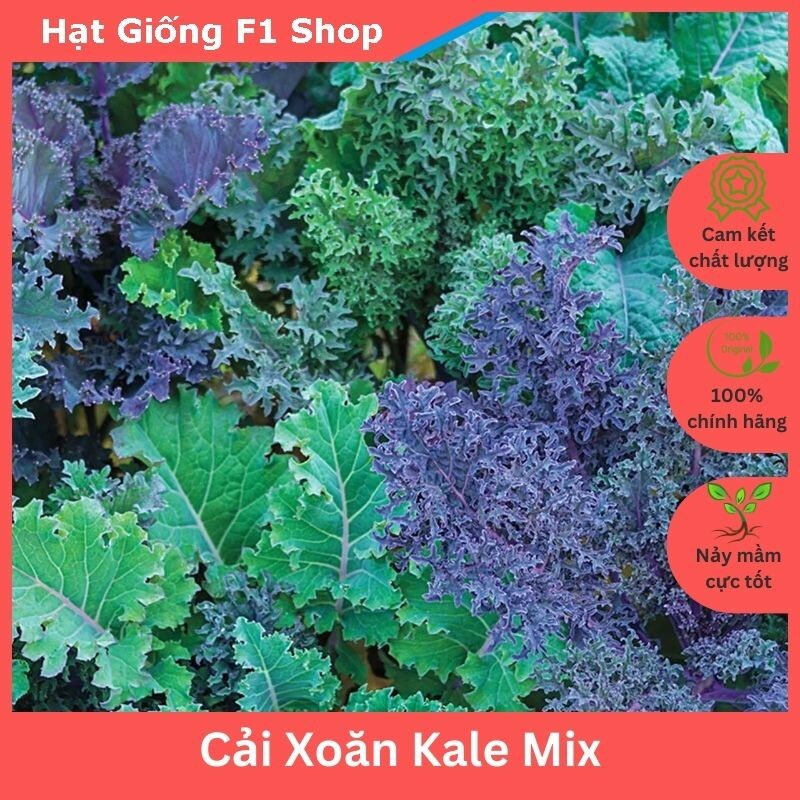 Hạt giống cải xoăn Kale mix nhiều loại chịu nhiệt (493.F1)