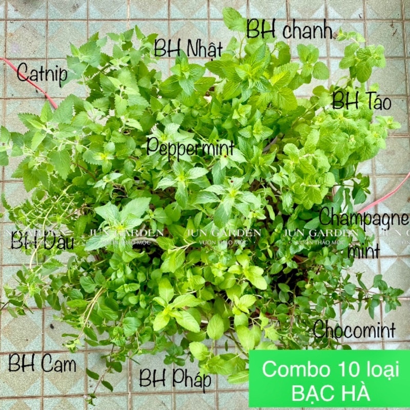 [Hoả Tốc] Combo 10 Loại Bạc Hà Dùng Pha Chế Các Loại Thức Uống, Salad, Làm Bánh| Đã Thay Chậu - Jun Garden Premium