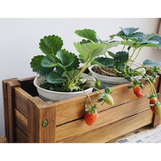   Hoả Tốc  Cây Dâu Tây Giống Nhật Chịu Nhiệt Trồng Ổn Định Đang Trái Hoa Hoặc Đẻ Ngó | Đã Thay Chậu - Jun Garden Premium 
