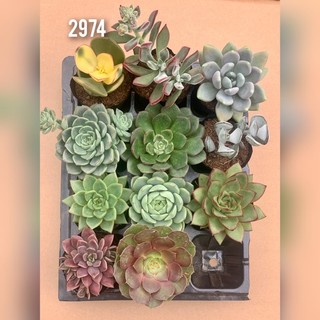 Combo sen đá 11 loại như hình size 6-9cm