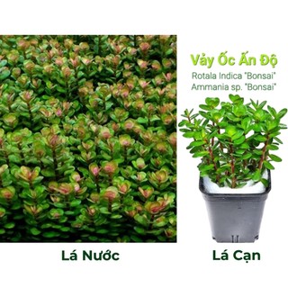 1 ngọn vảy ốc ấn độ lá cạn/lá nước - cây cắt cắm - cây thủy sinh