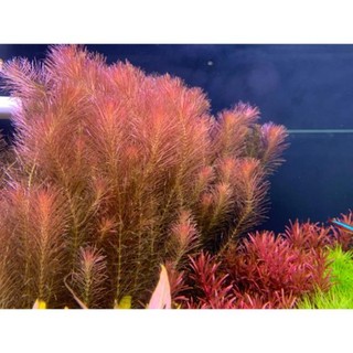 1 ngọn lá nước/lá cạn rotala wallichi - cây cắt cắm - cây thủy sinh