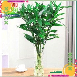 Trúc phú quý cây phát tài cây phát lộc