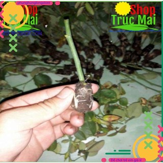 100gr Rễ bèo khô ( bèo tây) chiết cây.