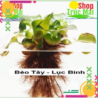 100gr Rễ bèo khô ( bèo tây) chiết cây.