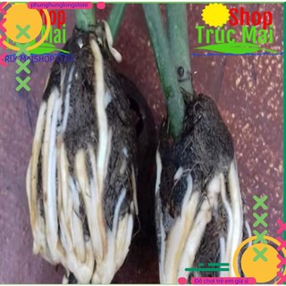 100gr Rễ bèo khô ( bèo tây) chiết cây.