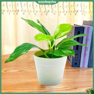 Chậu Cây Bonsai Giả Trang Trí Nội Thất