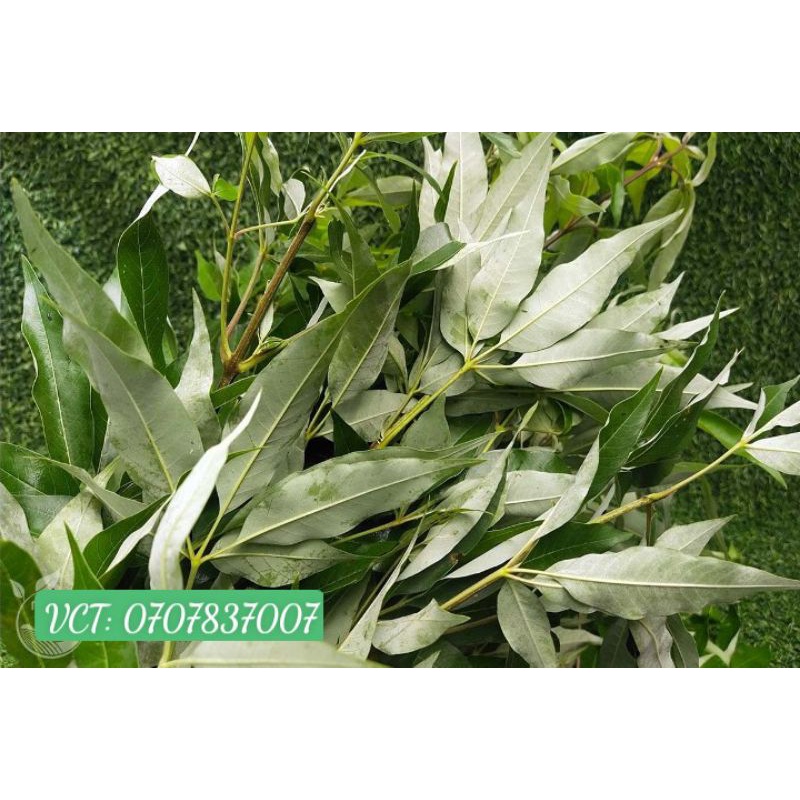 ( Bán sỉ) Lá ngũ trảo hữu cơ có cành 500g