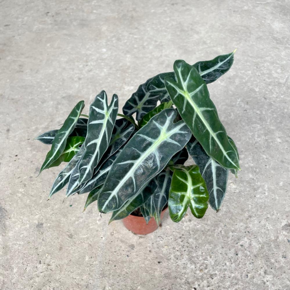 Cây môn quan âm mini để bàn, Cao 25cm, cây khỏe dễ chăm 22