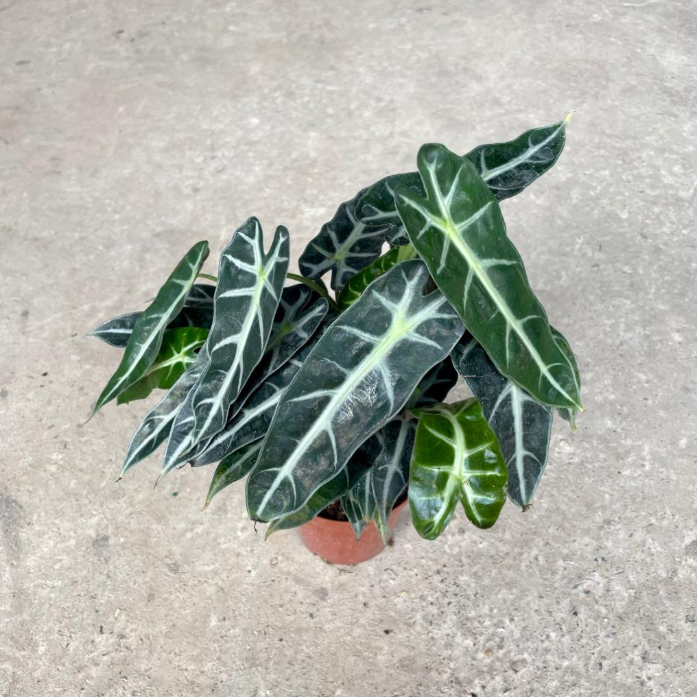 Cây môn quan âm mini để bàn, Cao 25cm, cây khỏe dễ chăm 22