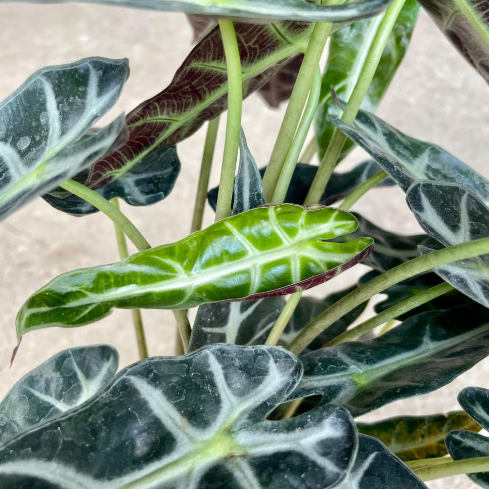 Cây môn quan âm mini để bàn, Cao 25cm, cây khỏe dễ chăm 22