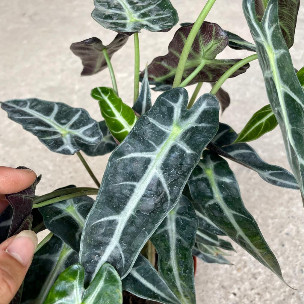 Cây môn quan âm mini để bàn, Cao 25cm, cây khỏe dễ chăm 22