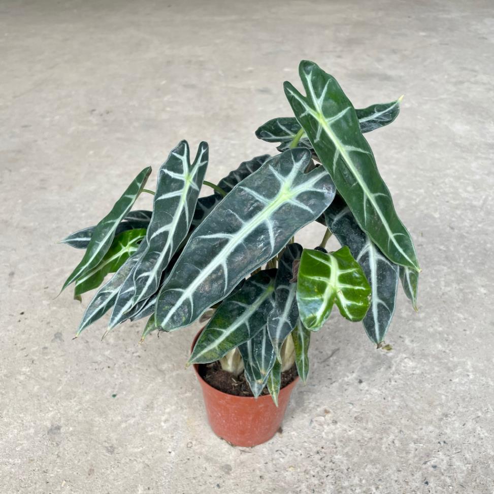 Cây môn quan âm mini để bàn, Cao 25cm, cây khỏe dễ chăm 22