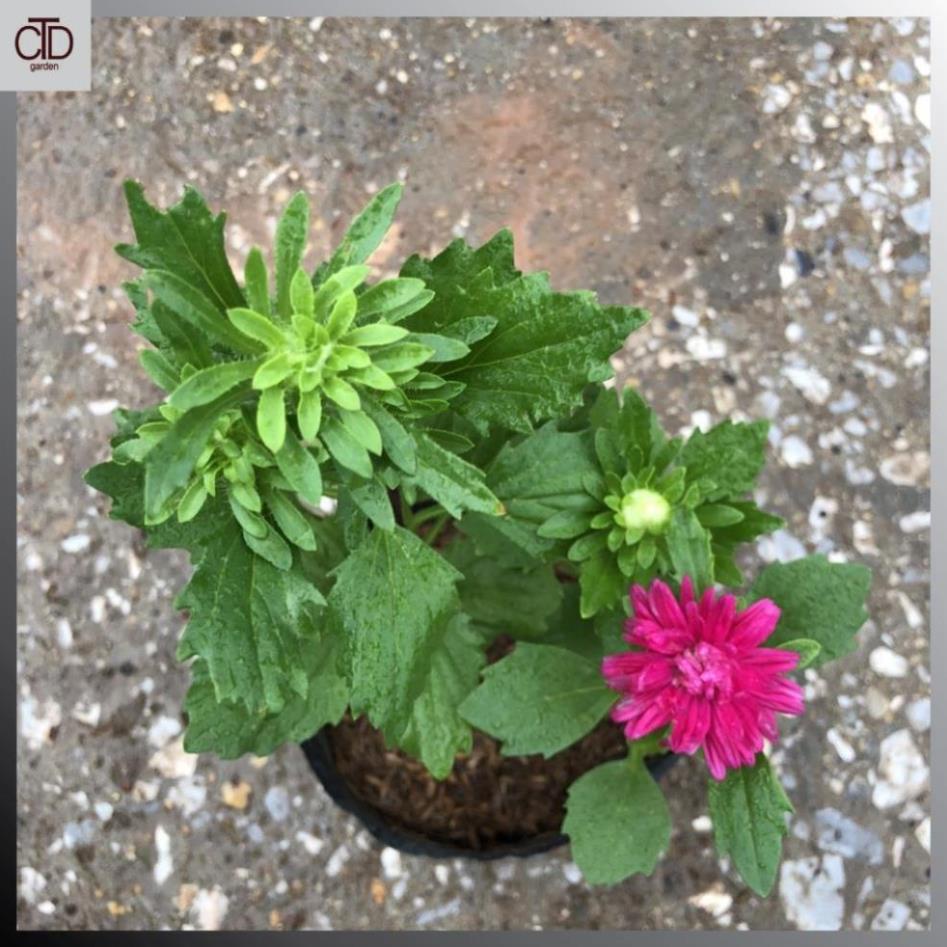 Cây cúc magic nhiều màu Chiều cao 20cm bụi 3 thân đủ màu 21