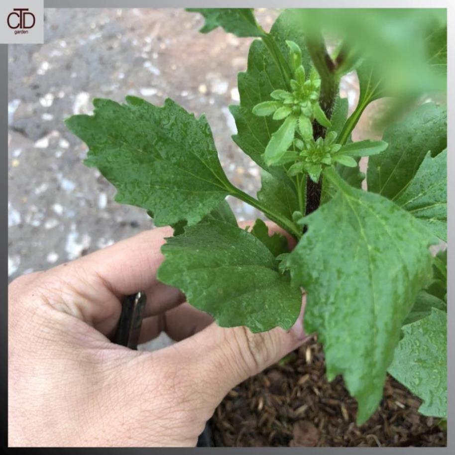 Cây cúc magic nhiều màu Chiều cao 20cm bụi 3 thân đủ màu 21