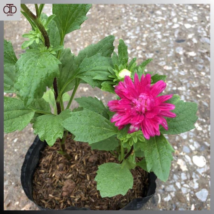 Cây cúc magic nhiều màu Chiều cao 20cm bụi 3 thân đủ màu 21