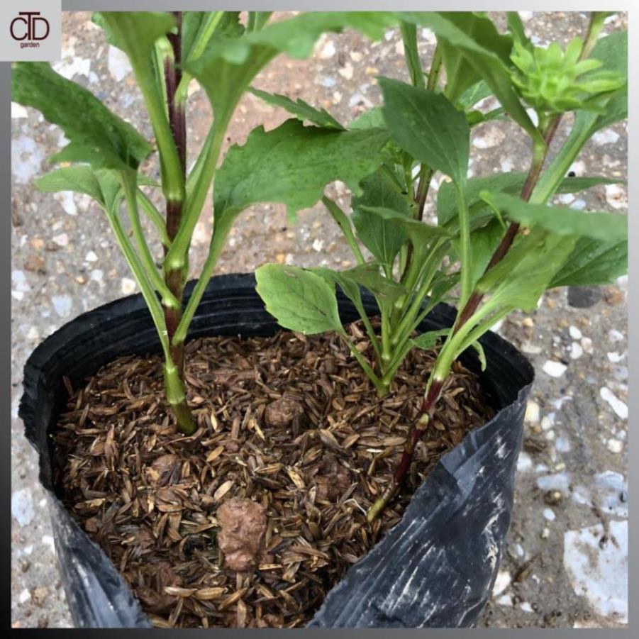 Cây cúc magic nhiều màu Chiều cao 20cm bụi 3 thân đủ màu 21