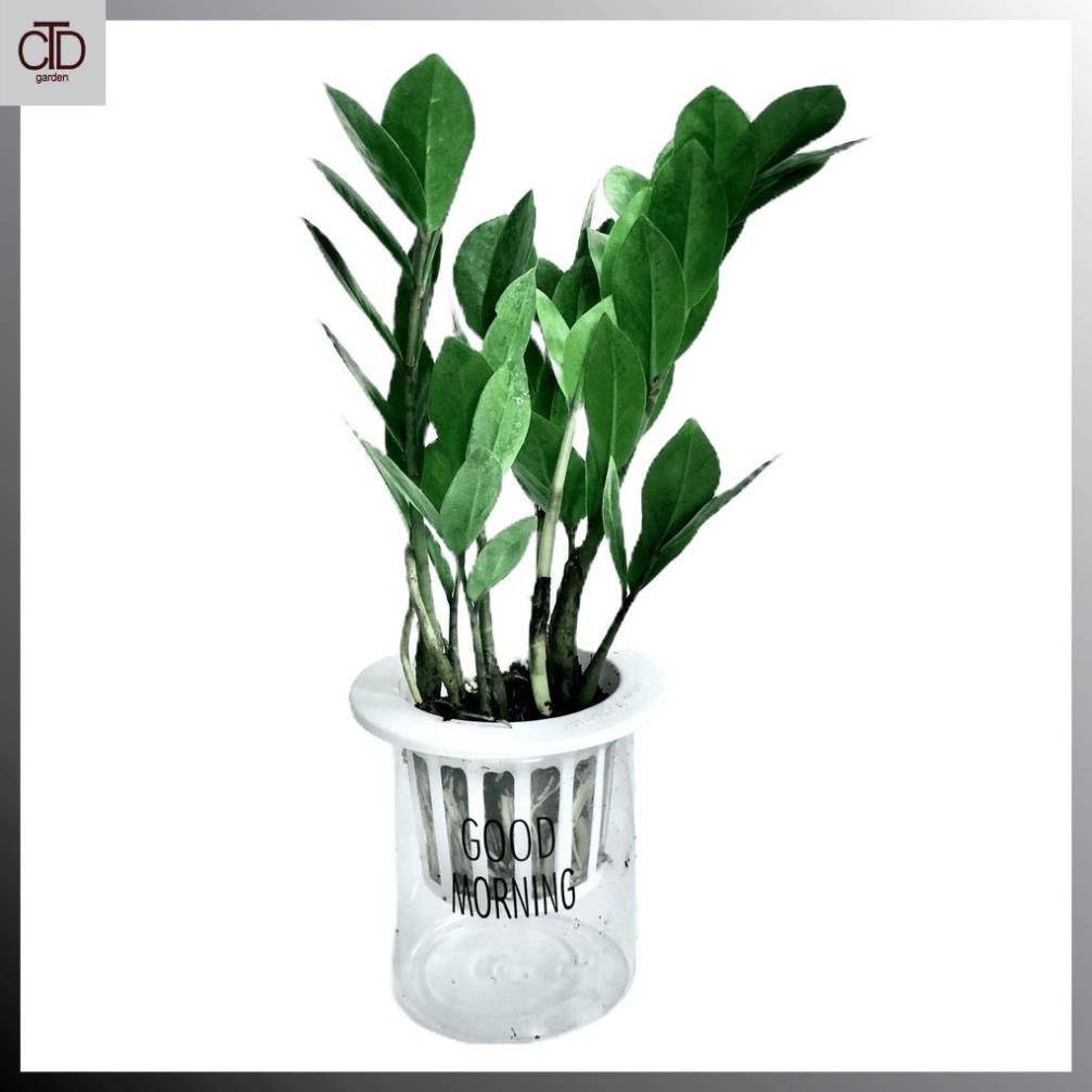 Cây kim tiền mini để bàn kèm chậu sứ tráng men Cao 30cm, mang lại tài lộc