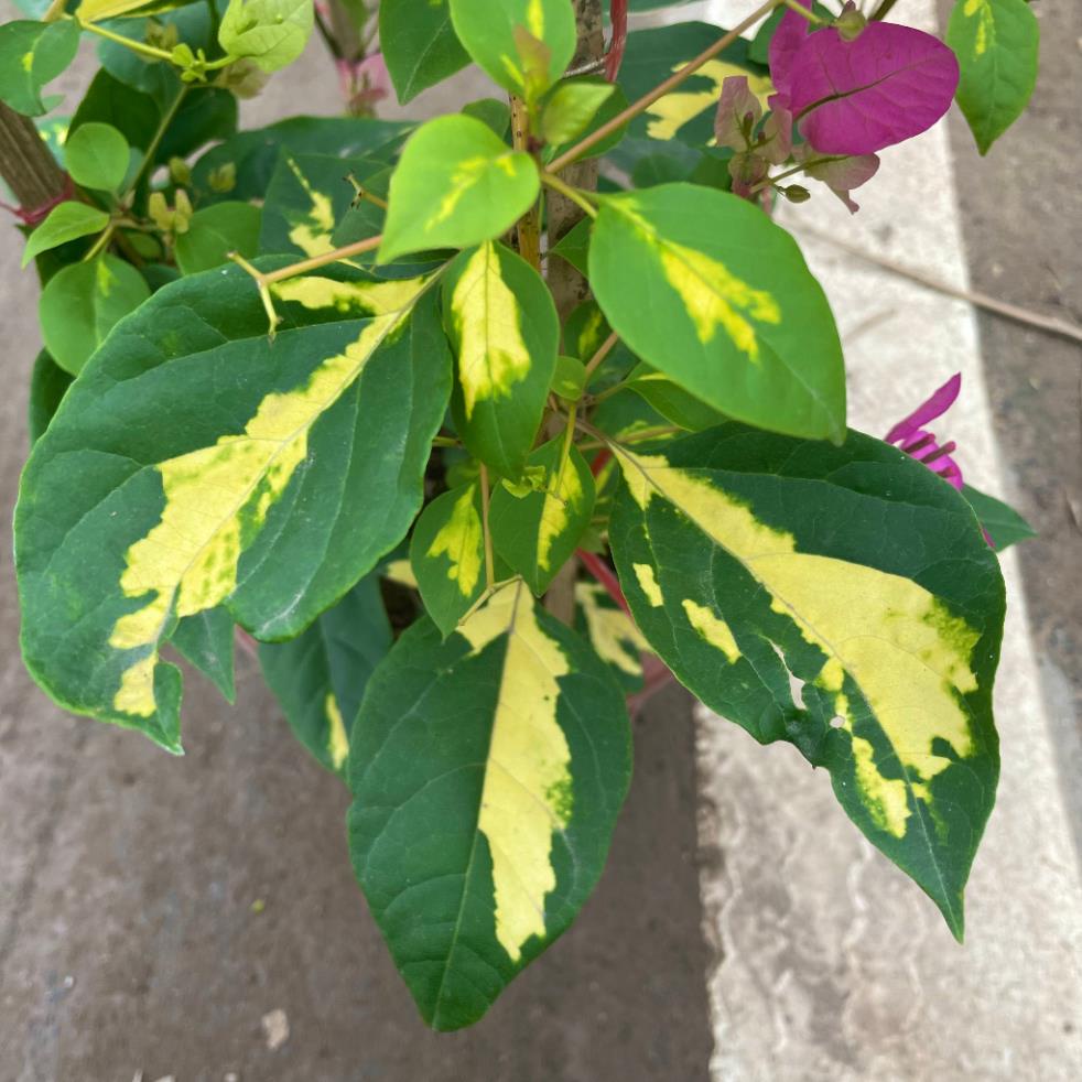 Cây hoa giấy cẩm thạch hoa 2 màu hồng trắng, cây 50-60cm 18