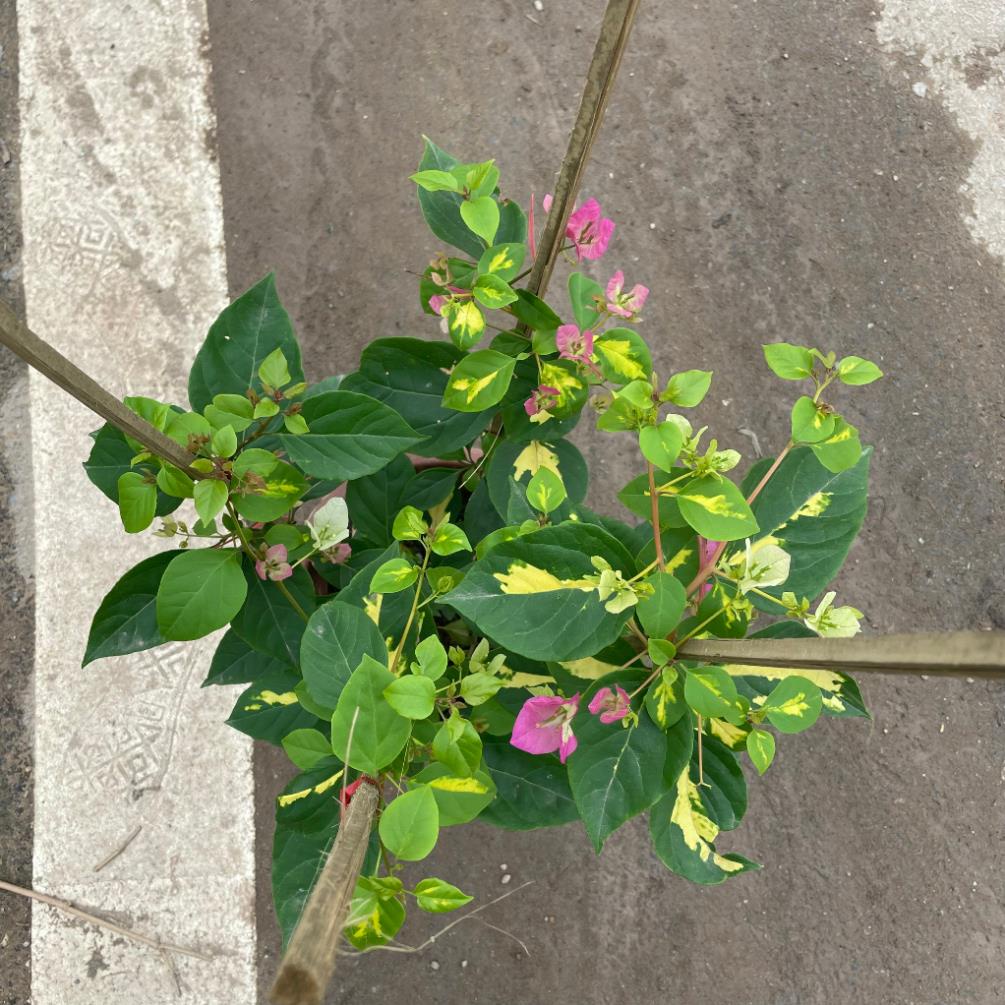 Cây hoa giấy cẩm thạch hoa 2 màu hồng trắng, cây 50-60cm 18