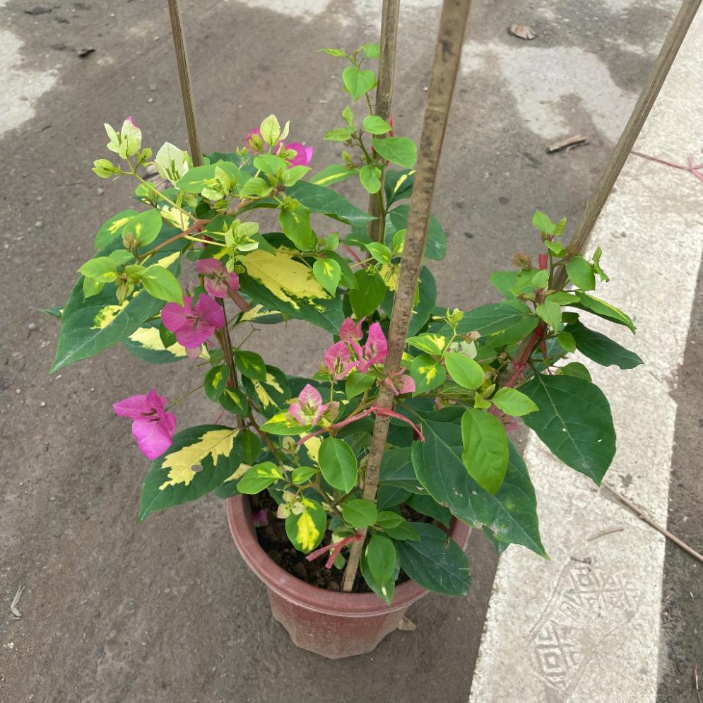 Cây hoa giấy cẩm thạch hoa 2 màu hồng trắng, cây 50-60cm 18