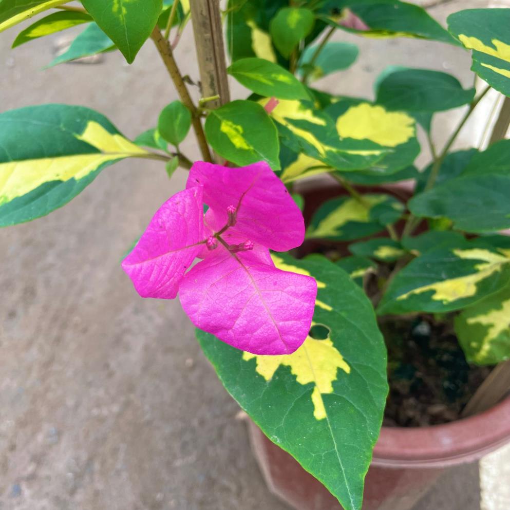 Cây hoa giấy cẩm thạch hoa 2 màu hồng trắng, cây 50-60cm 18