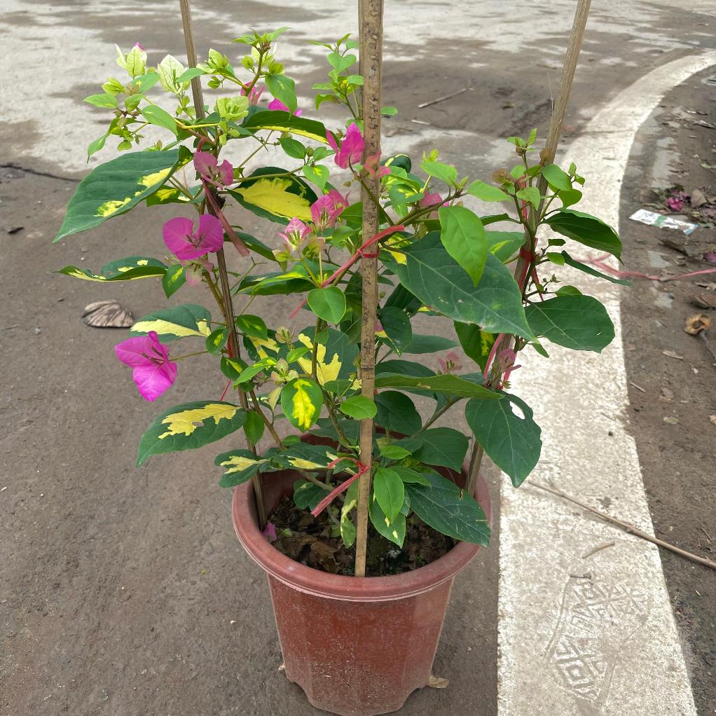 Cây hoa giấy cẩm thạch hoa 2 màu hồng trắng, cây 50-60cm 18