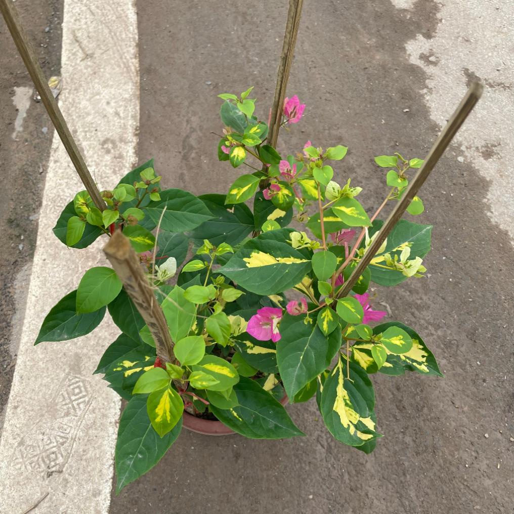 Cây hoa giấy cẩm thạch hoa 2 màu hồng trắng, cây 50-60cm 18