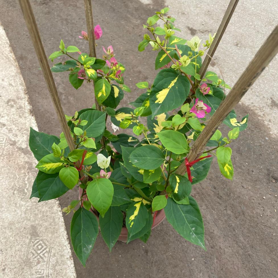 Cây hoa giấy cẩm thạch hoa 2 màu hồng trắng, cây 50-60cm 18
