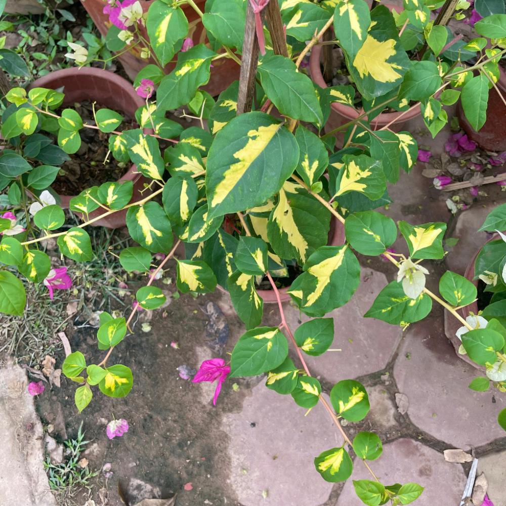 Cây hoa giấy cẩm thạch hoa 2 màu hồng trắng, cây 50-60cm 18