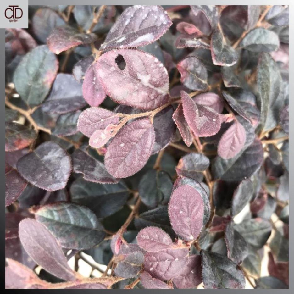 Cây hồng phụng, Cao 35cm lá đỏ bắt mắt hoa đỏ tươi, tán dày sum suê 17