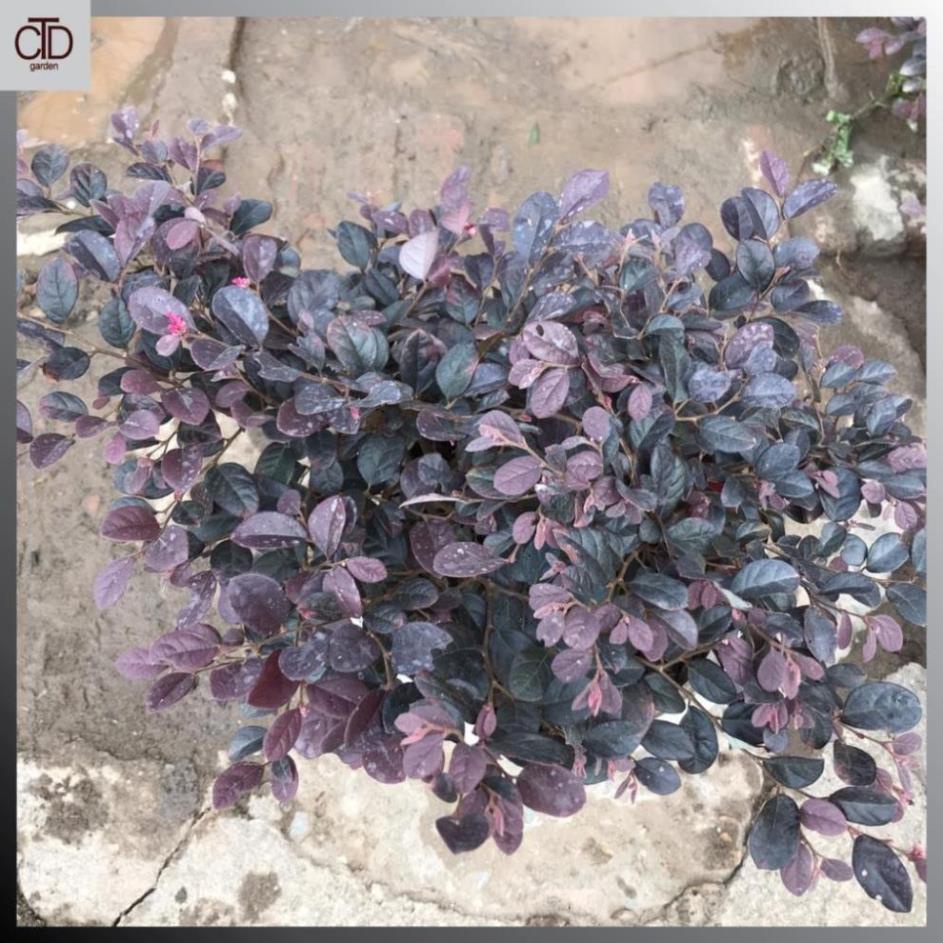 Cây hồng phụng, Cao 35cm lá đỏ bắt mắt hoa đỏ tươi, tán dày sum suê 17