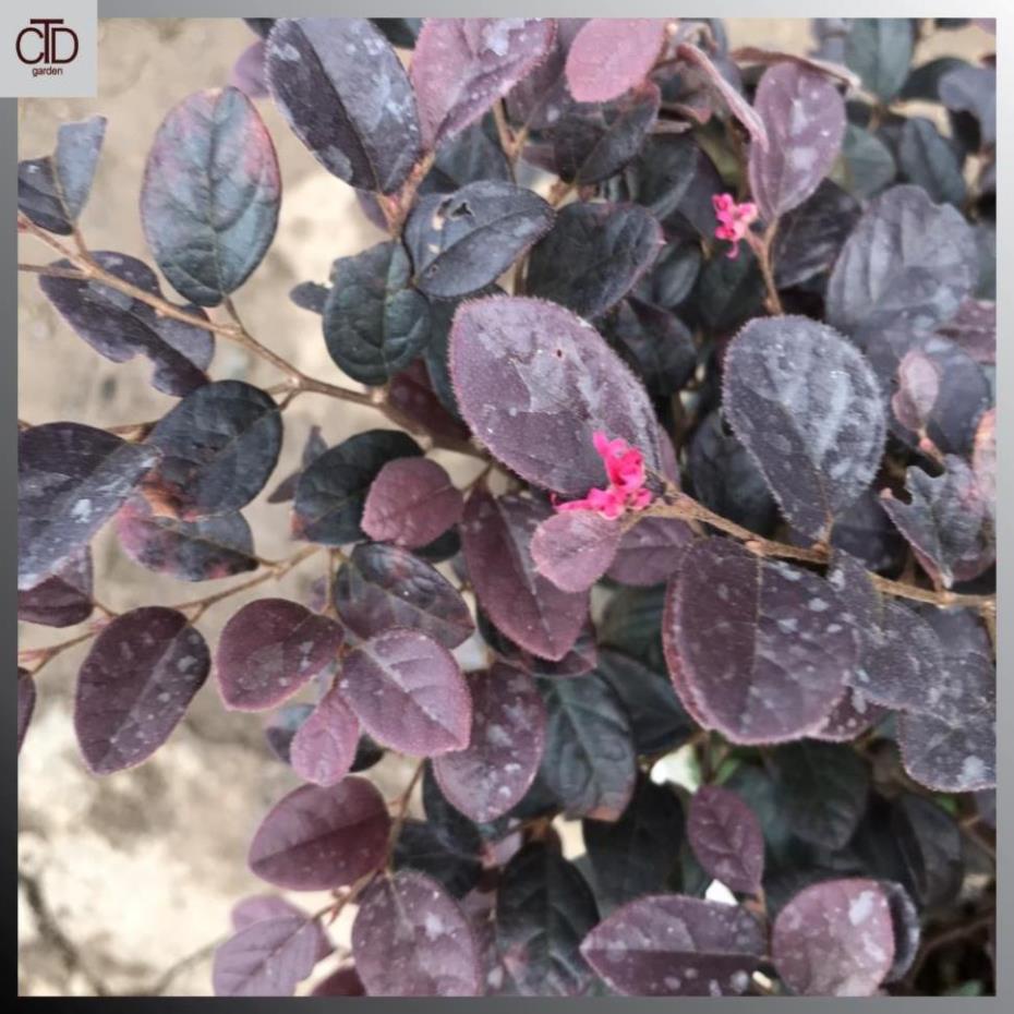 Cây hồng phụng, Cao 35cm lá đỏ bắt mắt hoa đỏ tươi, tán dày sum suê 17