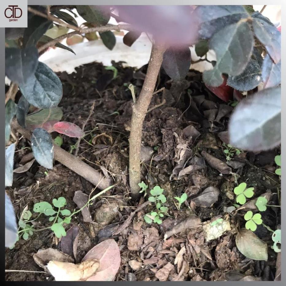 Cây hồng phụng, Cao 35cm lá đỏ bắt mắt hoa đỏ tươi, tán dày sum suê 17