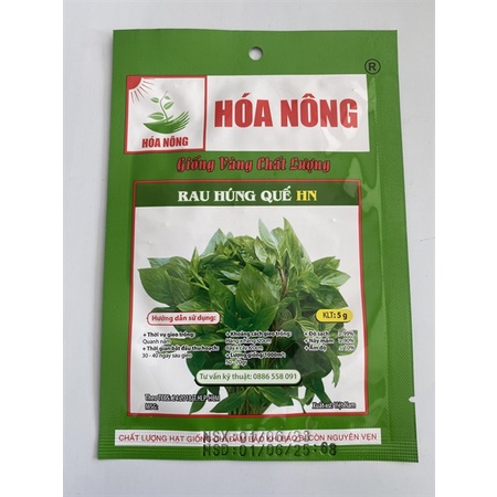 Giống Rau Húng Quế HN