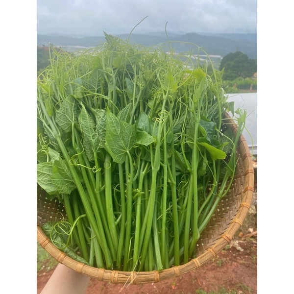 500g Đọt su tươi ĐÀ LẠT - Rau củ ĐÀ LẠT