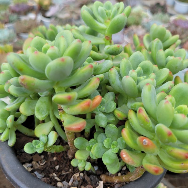 Sen đá sỏi thơm size 15cm vườn sen Đăk Lăk. Cây cảnh trang trí nhà cửa