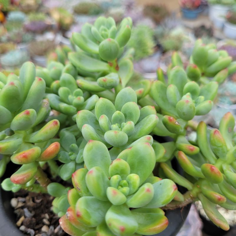 Sen đá sỏi thơm size 15cm vườn sen Đăk Lăk. Cây cảnh trang trí nhà cửa