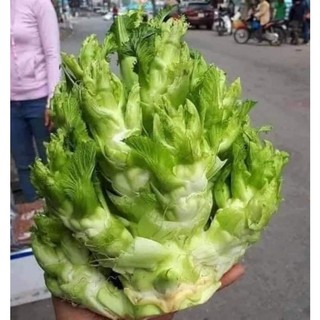 Hạt Giống Cải Mầm Đá (hàng chuẩn cty)
