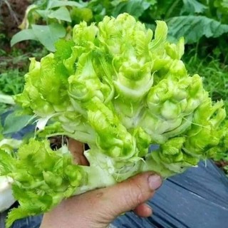 Hạt Giống Cải Mầm Đá (hàng chuẩn cty)