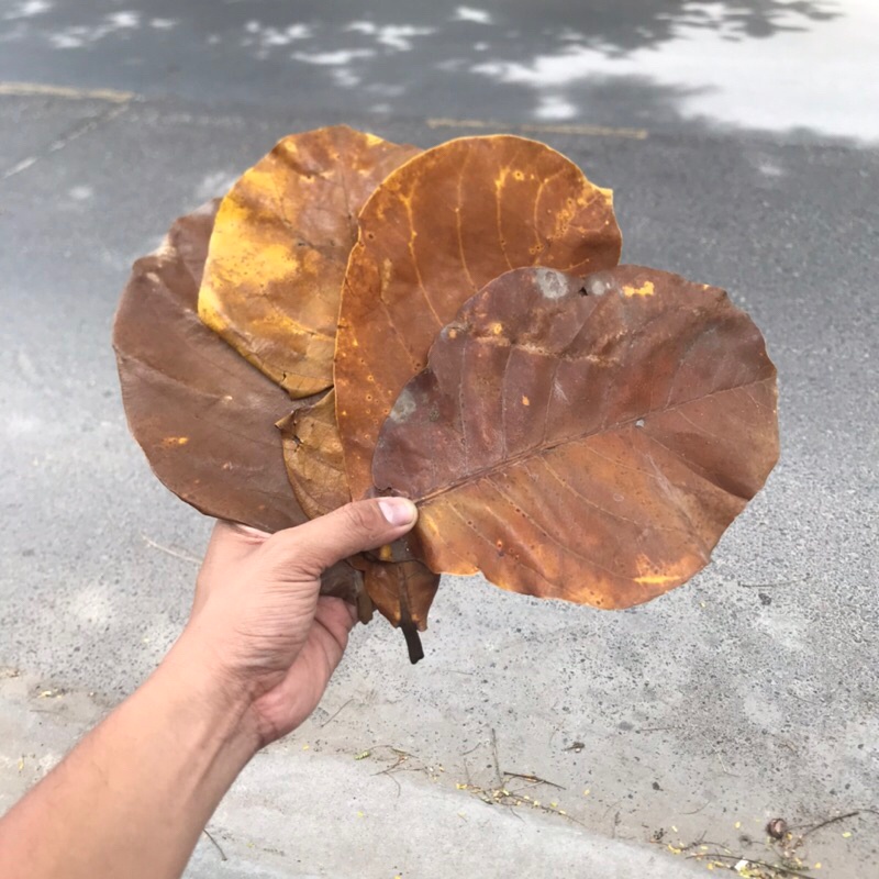 1 Kg Lá bàng khô rụng tự nhiên cho cá cảnh. BH 1 năm