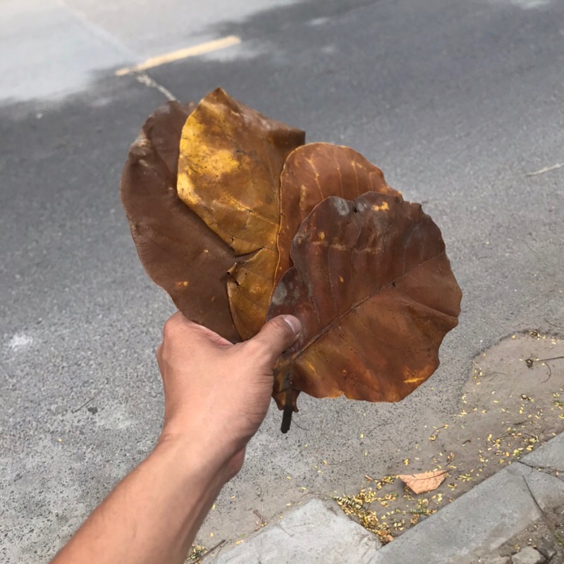 1 Kg Lá bàng khô rụng tự nhiên cho cá cảnh. BH 1 năm
