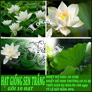 Hạt giống sen trắng - gói 10 hạt [BIONATURAL VN]