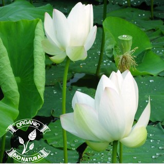 Hạt giống sen trắng - gói 10 hạt [BIONATURAL VN]