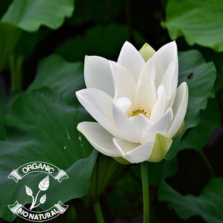 Hạt giống sen trắng - gói 10 hạt [BIONATURAL VN]