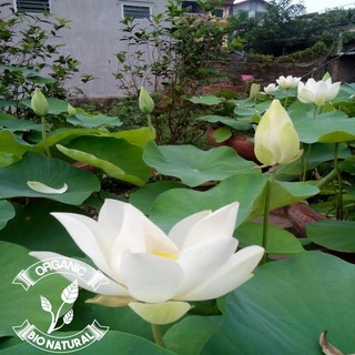 Hạt giống sen trắng - gói 10 hạt [BIONATURAL VN]